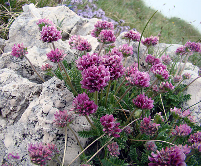 Anthyllis montana ssp. atropurpurea / Vulneraria montana